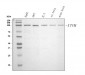 Anti-ITCH/AIP4 Antibody Picoband™ (monoclonal, 5E12)